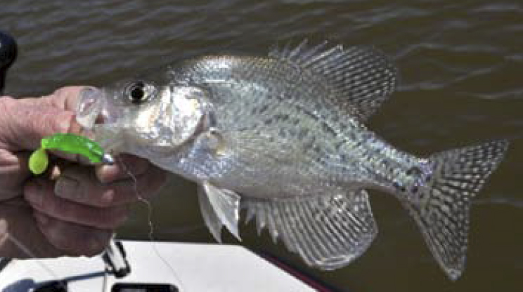 New Double-Action Minnow Grub