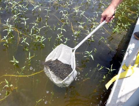 Florida bass stocking in Lake Jordan.