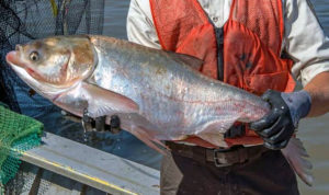 Silver Carp 1