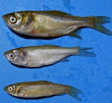 Silver Carp 2