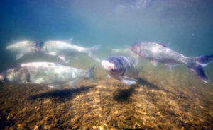 Silver Carp 3