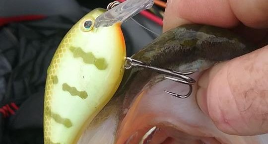 hook with fish