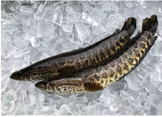 snakehead fish