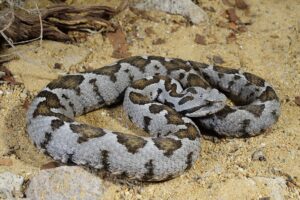 Viperidae