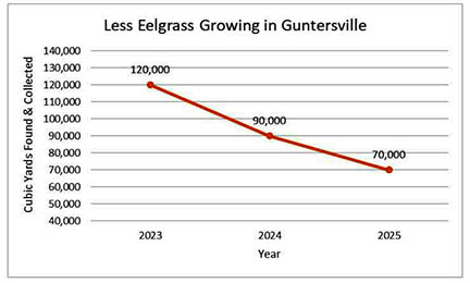 eelgrass line chart